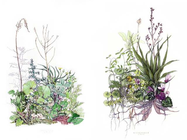 drawing of November wildflowers on the island of Kea, Greece