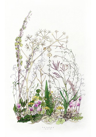 drawing of October wildflowers from the island of Kea, Greece