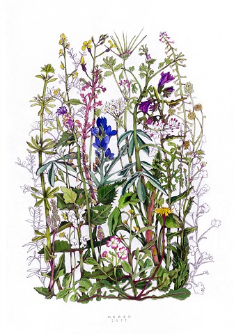 drawing of March wildflowers on the island of Kea, Greece 