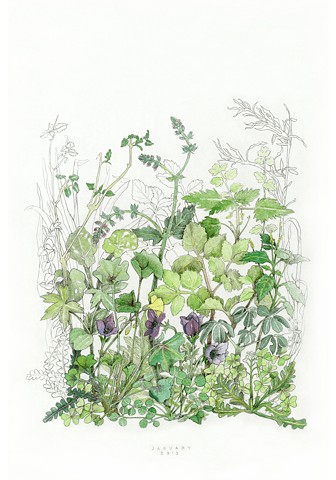 drawing of January wildflowers and roots on the island of Kea, Greece