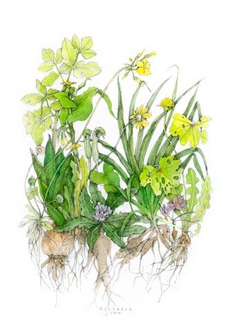 drawing of December wildflowers and roots on the island of Kea, Greece
