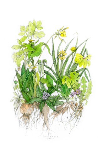 drawing of December wildflowers and roots on the island of Kea, Greece