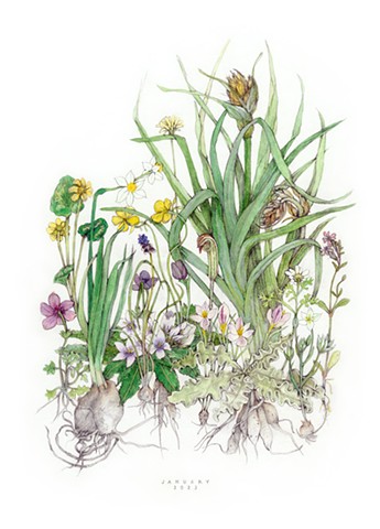 drawing of January wildflowers and roots on the island of Kea, Greece