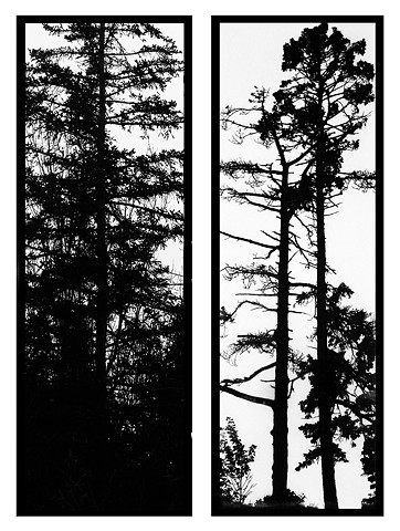 silhouette of a spruce tree from Birch Point State Park