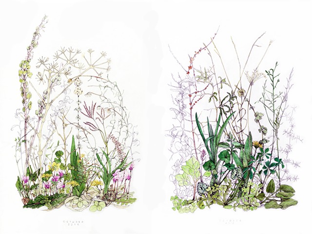 drawing of October wildflowers from the island of Kea, Greece