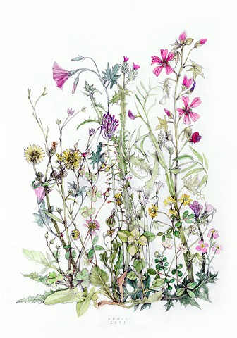 April wildflowers in gouache and graphite