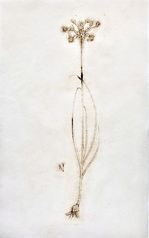 Ghost of Flora Greaca 2