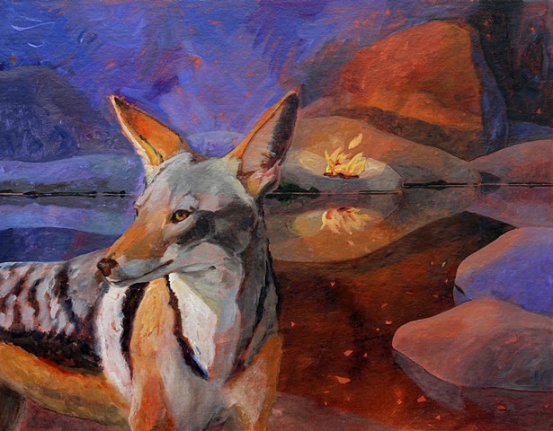 Black Backed Jackal (1086)