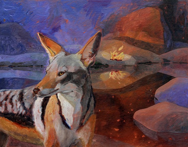 Black Backed Jackal (1086)