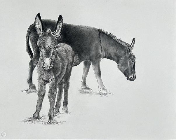 Jenny and Foal
