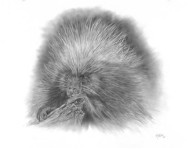 Porcupine