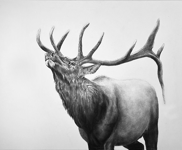 Flaunting.  Charcoal on paper, 24 x 18 inches.