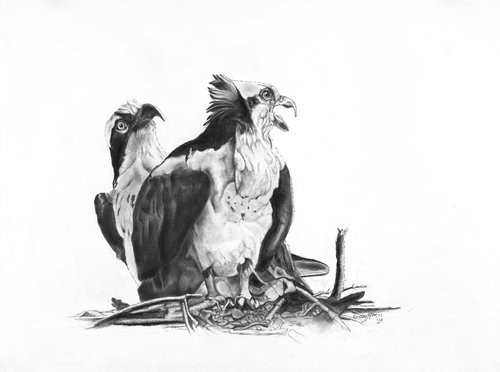 Osprey's New Nest Charcoal on paper, 24 x 18 inches.