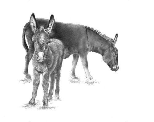 Jenny and Foal