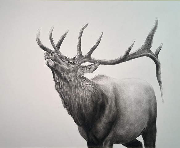 Limited Editions Prints