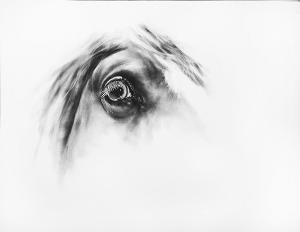 Charcoal drawing of horse eye by Kandy Stern.