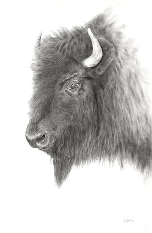 Plaiins Bison