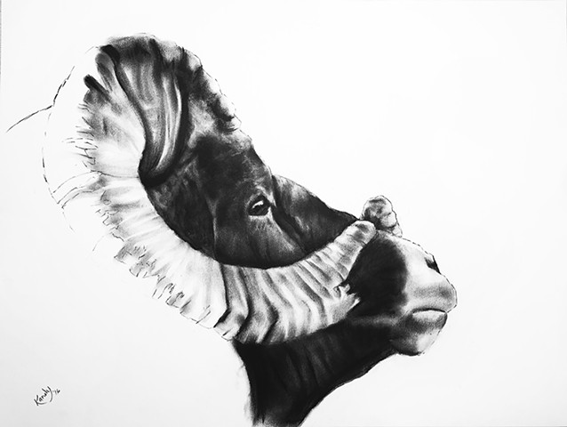 Charcoal drawing of bighorn sheep by Kandy Stern.