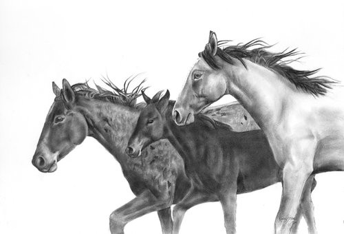 Mustangs, Charcoal on paper, 29 x 23 inches.