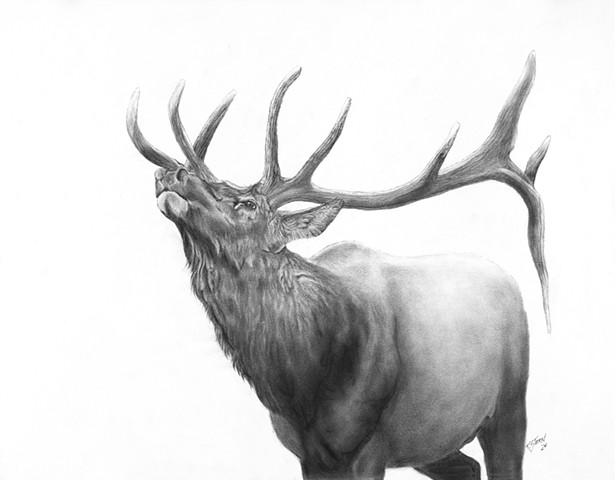 Flaunting.  Charcoal on paper, 24 x 18 inches.
