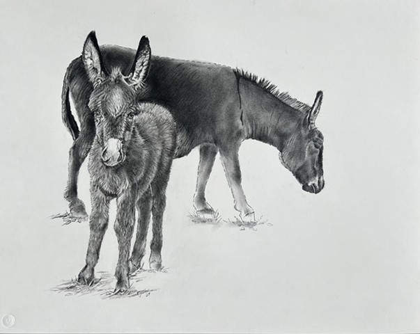 Jenny and Foal, Charcoal on paper, 29 x 23, $600