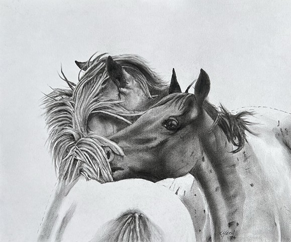 Appaloosa, Charcoal on paper, 17 x 14 inches. $600.00