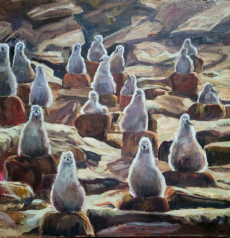 Albatross Chicks