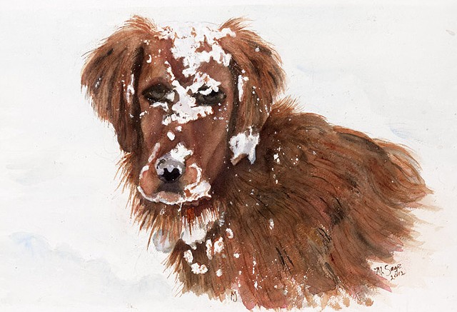 Golden Retriever playing in snow with snow all over face