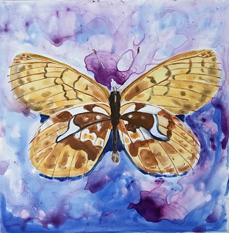 Endangered Fritillary butterfly