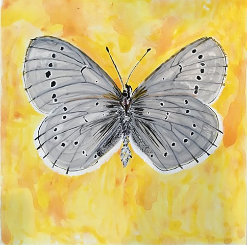 Endangered butterfly