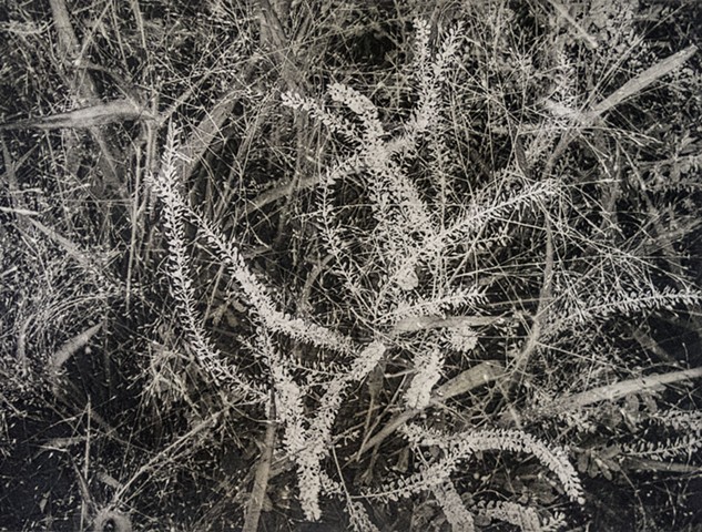 Pepper grass, Saint Paul, Minnesota. Two-color polymer photogravure intaglio print on tiepolo paper.