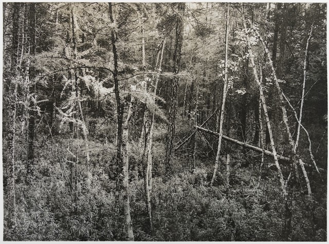 Polymer photogravure print "Kathio Trail 3" by John Pearson