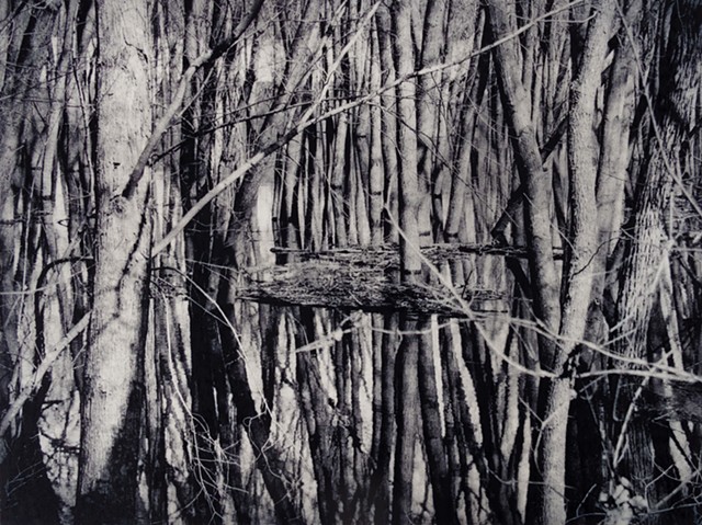 Floodplain of the Saint Croix River viewed within Afton State Park, Minnesota. Two-plate polymer photogravure intaglio print from digital photograph original.
