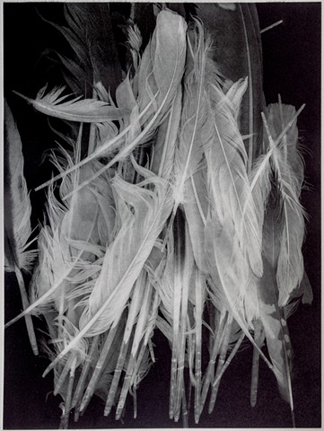 Polymer photogravure print "Summer Molt" by John Pearson