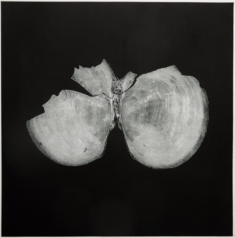 Polymer photogravure print "Mussel Remains IIa" by John Pearson