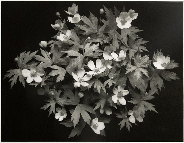 Polymer photogravure print "Canada Anemone" by John Pearson