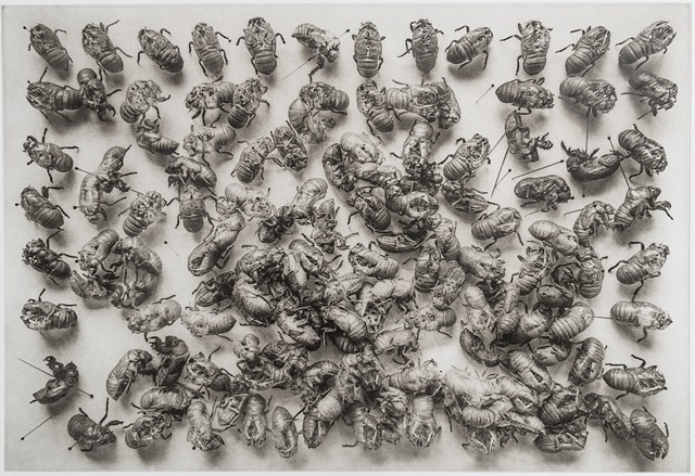 Polymer photogravure print "Exuviae Collection" by John Pearson