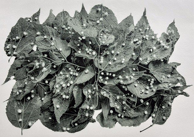 Hackberry Nipple Galls