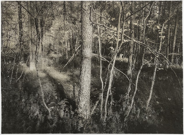 Polymer photogravure print "Kathio Trail 2" by John Pearson
