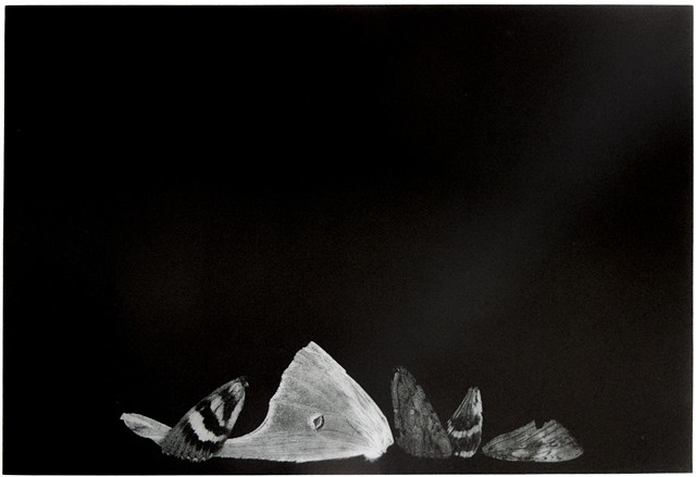 Polymer photogravure print "Moth Wings" by John Pearson