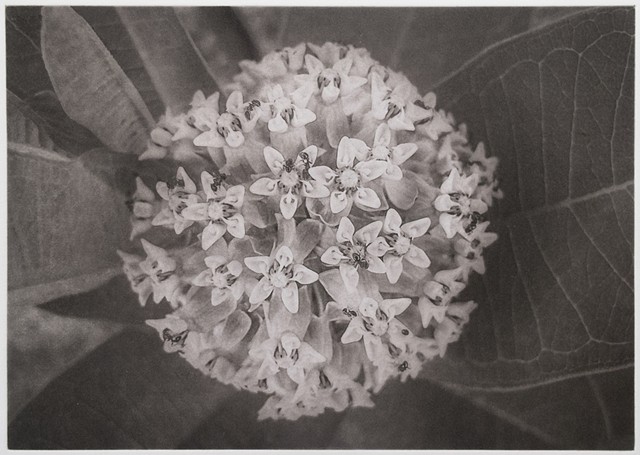 Polymer photogravure print "Milkweed" by John Pearson