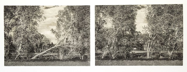 A windbreak along a field in McCanna, North Dakota. Two-plate polymer photogravure by John Pearson printed on pescia paper.