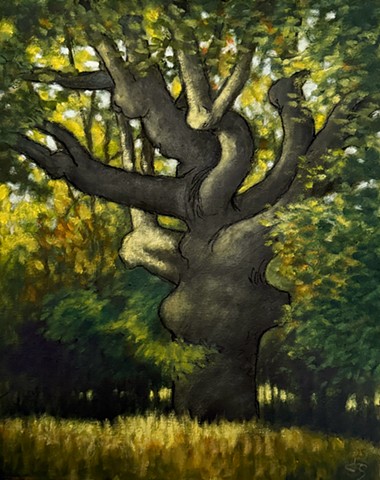 Sunny Morning Oak