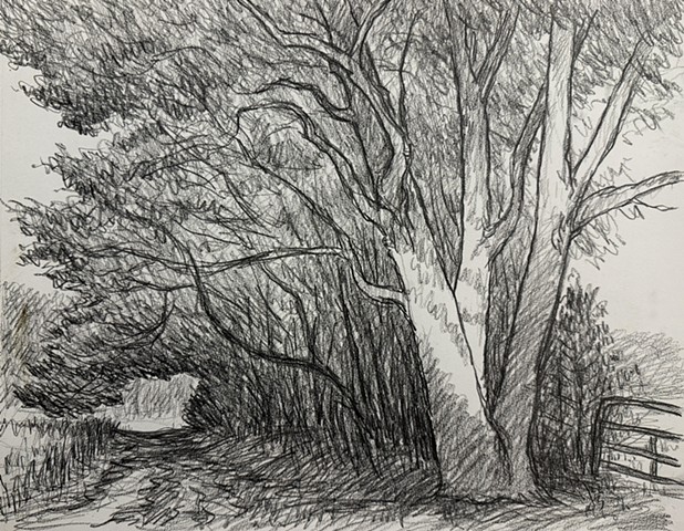 Morning Oak and Path