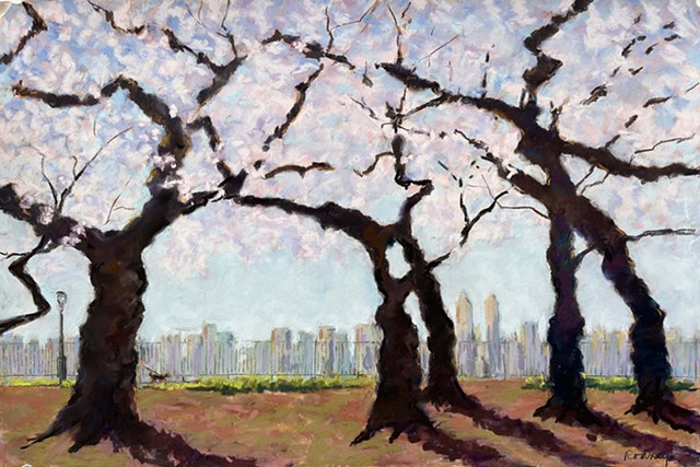 Yoshino Cherries, Central Park