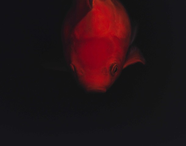Goldfish(Red)