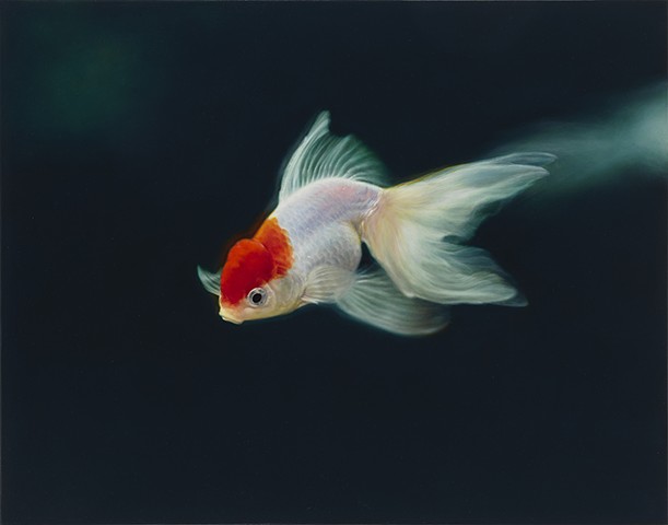 Goldfish (Oranda)