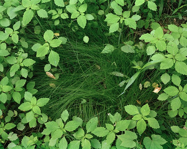 Photograph of grass and weeds, rephotography 
