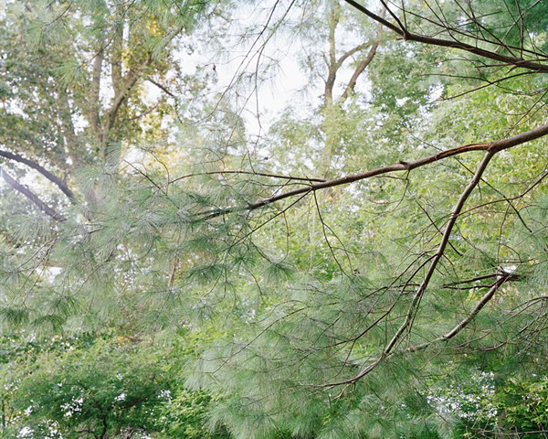 photograph of trees from below after a thick vine was cut away, rephotography 