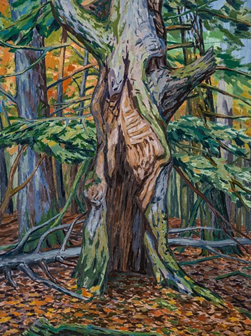 Hollow Sugar Maple II